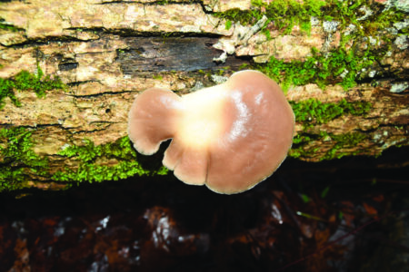 oyster mushroom growing on a tree